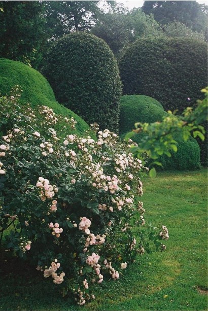 Троянда Bouquet Parfait - кущ в ландшафтному дизайні